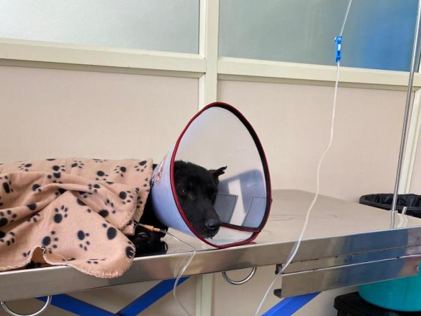 Help Luna walk again