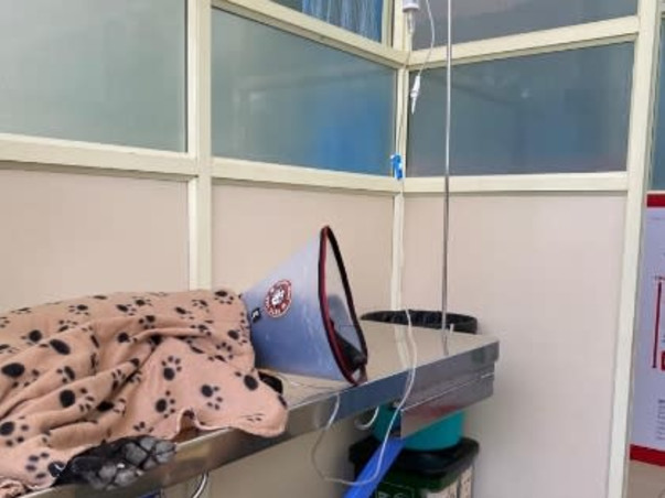 Help Luna walk again