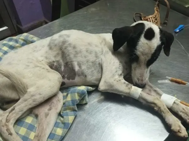 Babuskha needs your Help Urgently !!!