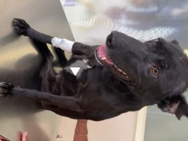 Help Luna walk again