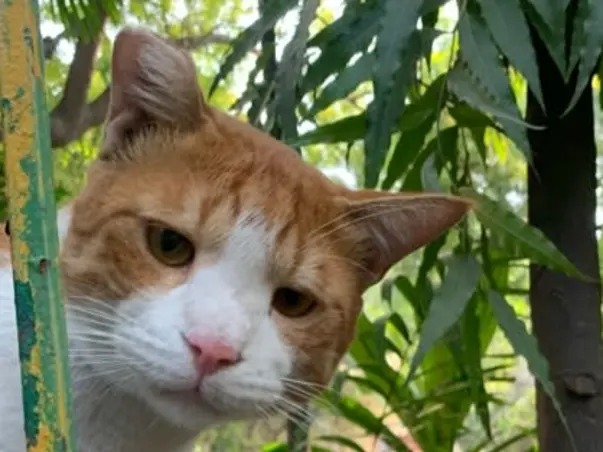 Help us rescue, treat & SPAY/NEUTER cats in New Delhi, India