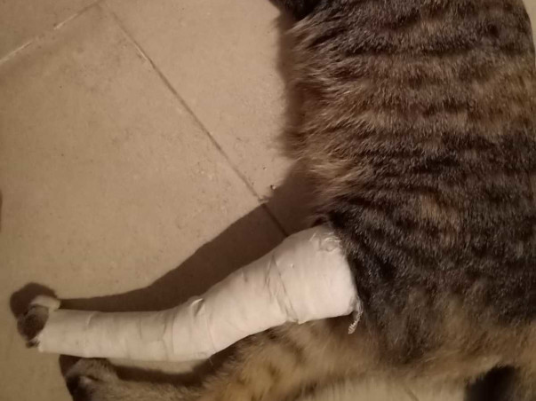 Help Stray Cat