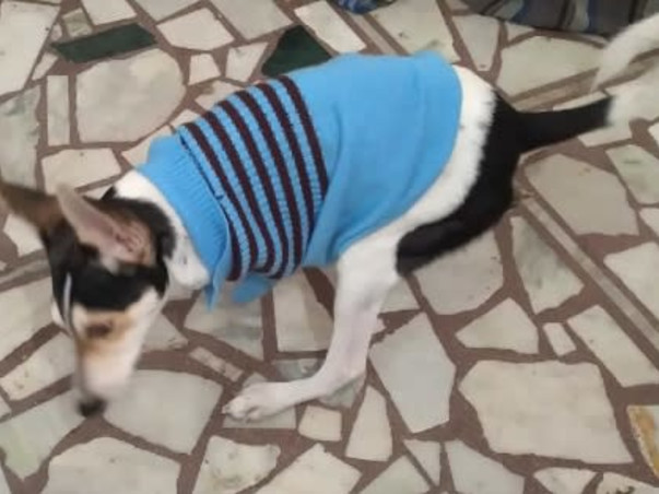 Making a shelter for disabled blind animals and donate food
