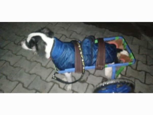 Making a shelter for disabled blind animals and donate food