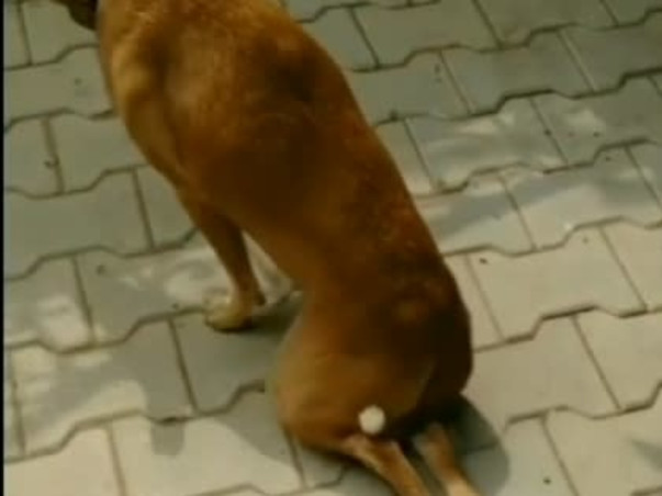 Making a shelter for disabled blind animals and donate food
