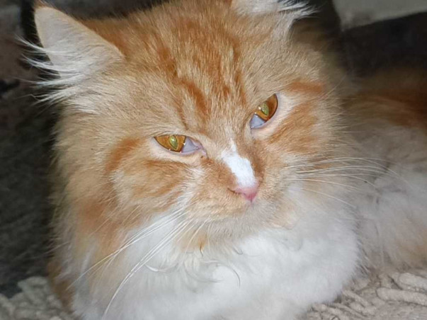 Help For My Cat Chotu Suffering From Feline infectious peritonitis