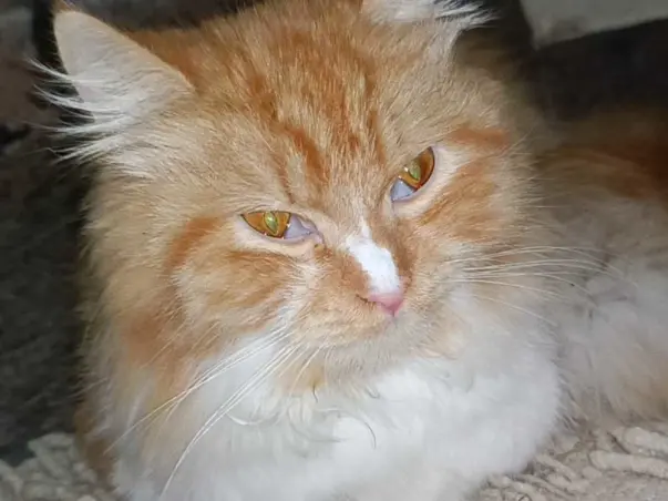 Help For My Cat Chotu Suffering From Feline infectious peritonitis