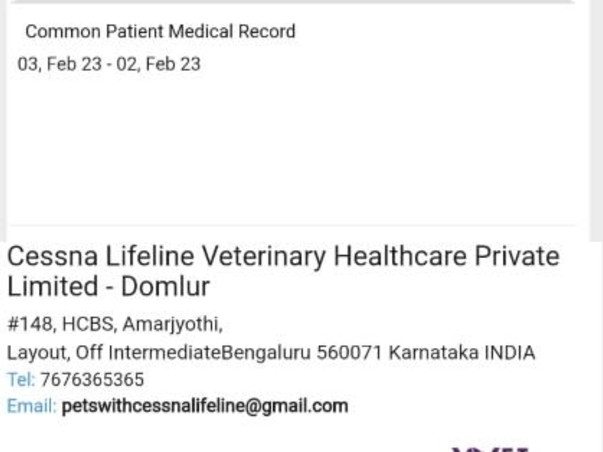 Help For My Cat Chotu Suffering From Feline infectious peritonitis