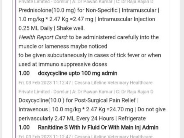 Help For My Cat Chotu Suffering From Feline infectious peritonitis