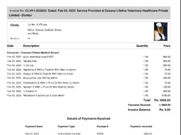 Help For My Cat Chotu Suffering From Feline infectious peritonitis