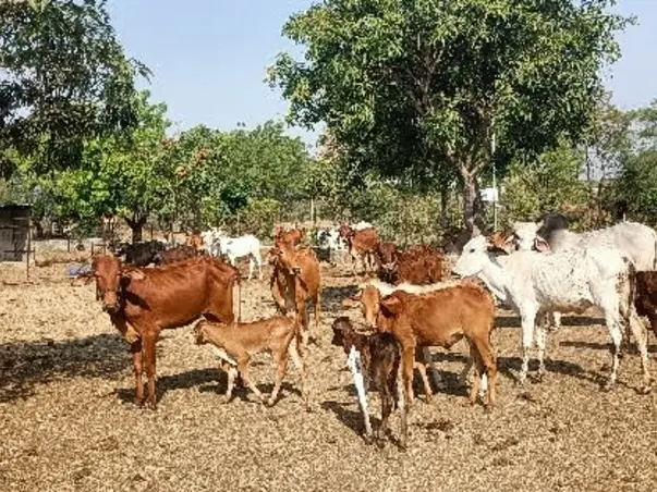 गौशाला मदत Gaushala Help, A home for Stray Cow & Cattle,Nourish foods