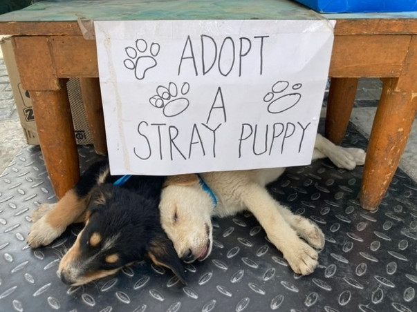 Help build a rehabilitation and sterilization center for stray dogs