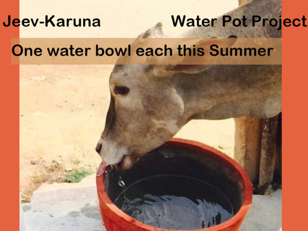 Jeev Karuna-Water Pot Project for Stray Animals