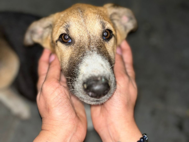 Help me FEED,RESCUE and REHABILITATE Indie Dogs