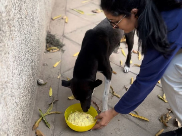 Help me FEED,RESCUE and REHABILITATE Indie Dogs