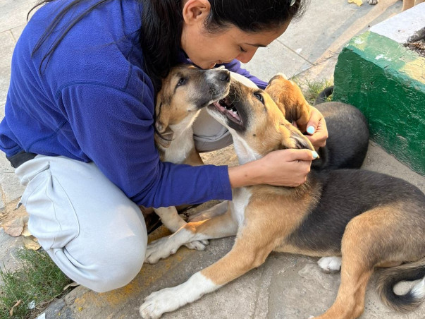 Help me FEED,RESCUE and REHABILITATE Indie Dogs