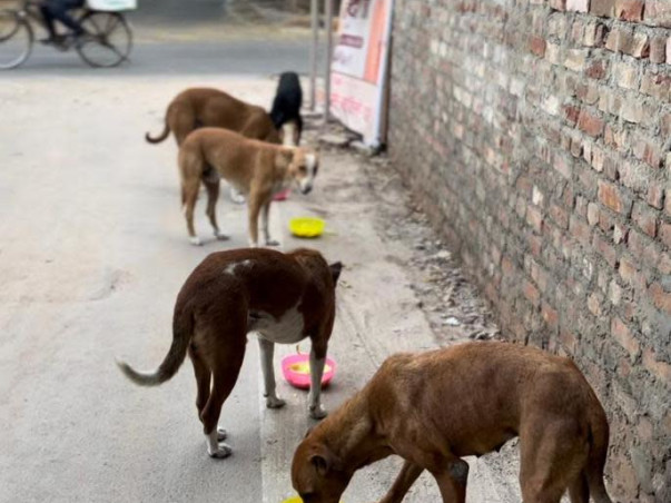 Help me FEED,RESCUE and REHABILITATE Indie Dogs