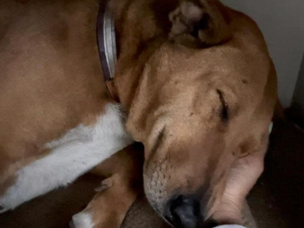 Help me FEED,RESCUE and REHABILITATE Indie Dogs