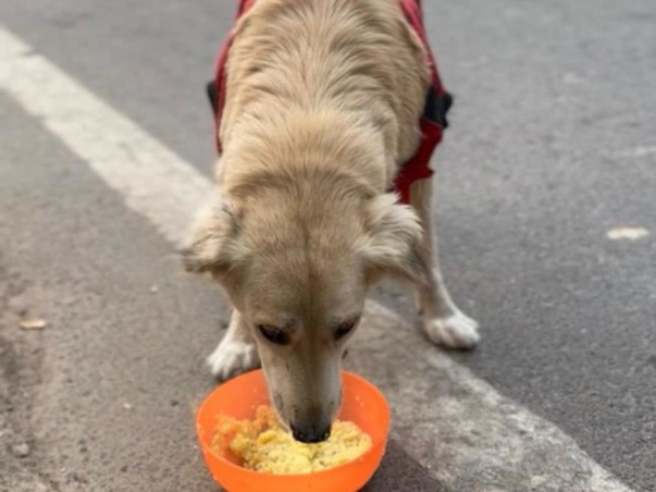 Help me FEED,RESCUE and REHABILITATE Indie Dogs