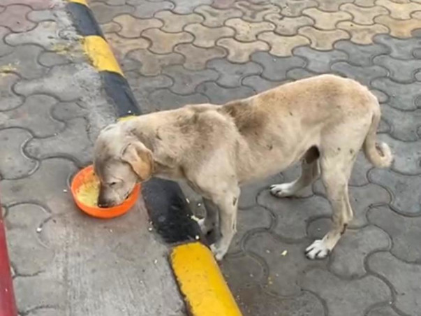 Help me FEED,RESCUE and REHABILITATE Indie Dogs