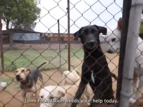 Please Help Repair Our Dog Shelter