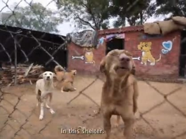 Please Help Repair Our Dog Shelter