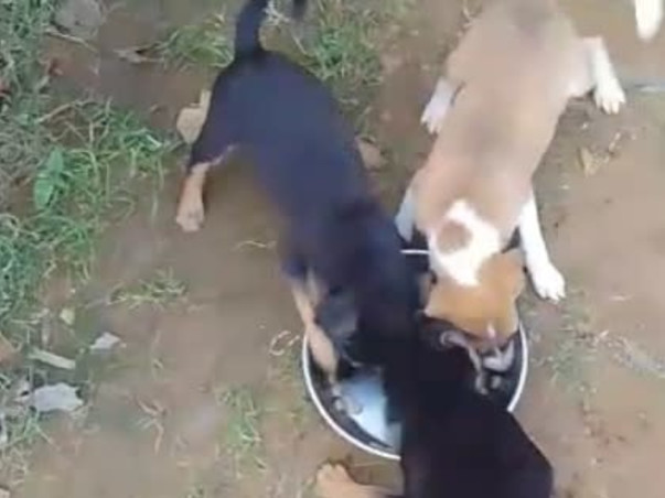 Please Help Repair Our Dog Shelter