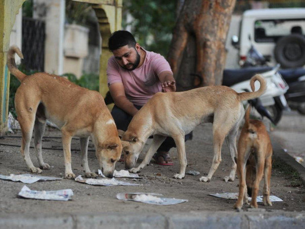 Donate to provide shelter to injured animals