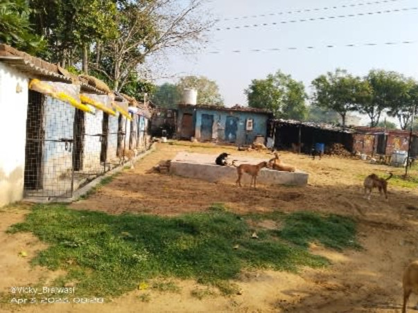 Please Help Repair Our Dog Shelter