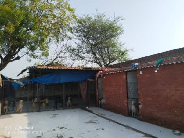Please Help Repair Our Dog Shelter