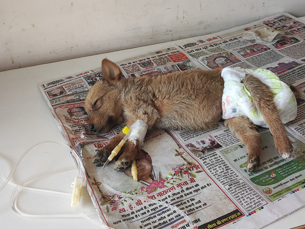 Help ill and injured street animals