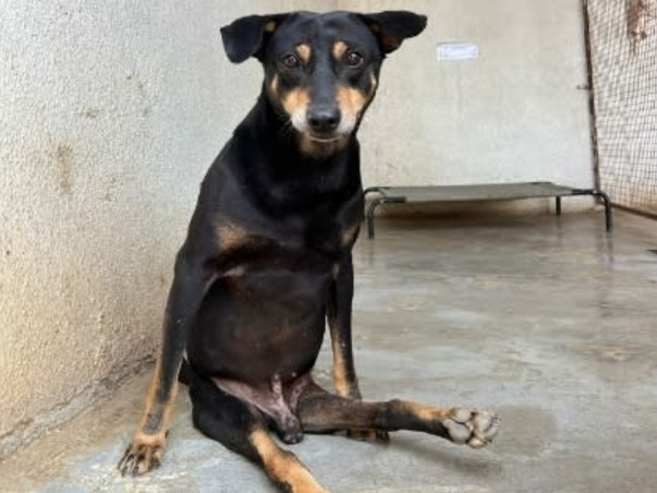 Home For Handicapped Senior Animals need help for food and maintenance