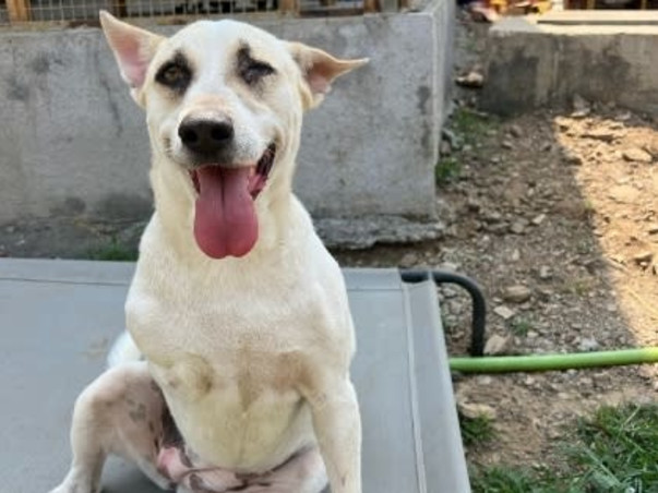 Home For Handicapped Senior Animals need help for food and maintenance