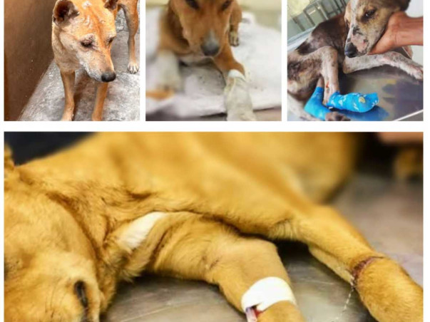 Aastha Animal Care