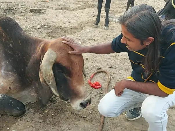 Donate Food/Medications for 400+  Injured sick Cows/Mahadev Nandi