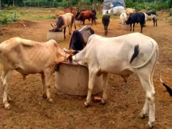 Support For The Treatment Of Lumpy Skin Disease Of Cows