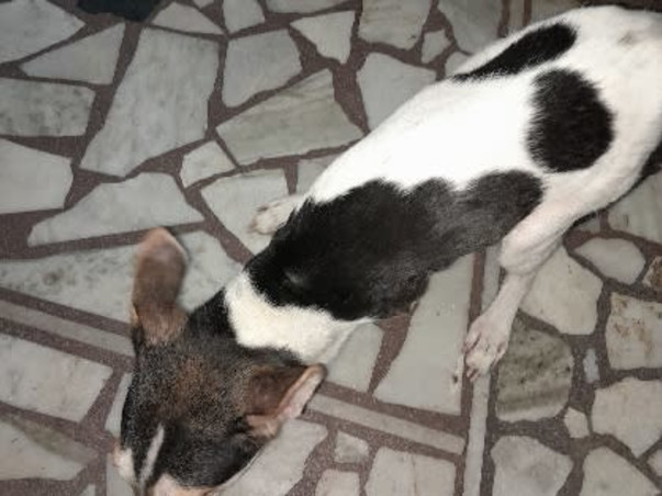 Making a shelter for disabled blind animals and donate food
