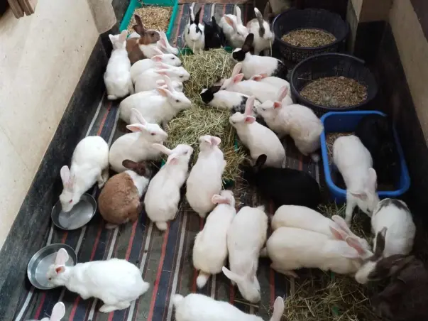 Help Us Feeding Rescued Bunnies