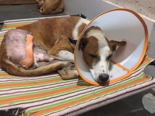 Save Rescued Shelter Animals from going HOMELESS!