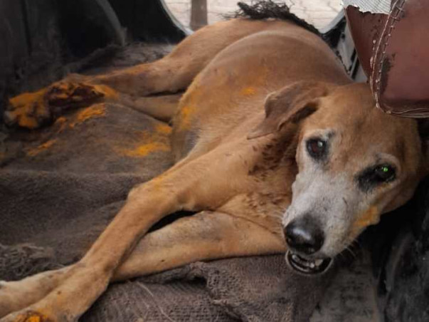 Save Rescued Shelter Animals from going HOMELESS!
