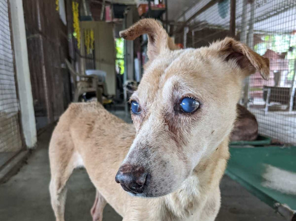 Save Rescued Shelter Animals from going HOMELESS!