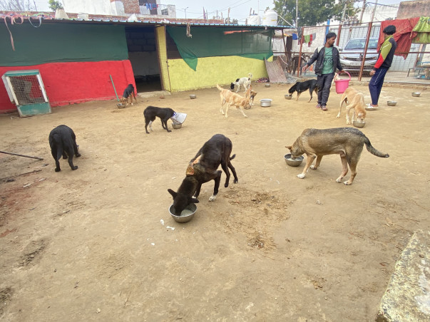 Help Our Shelter Animals in Medical Treatment