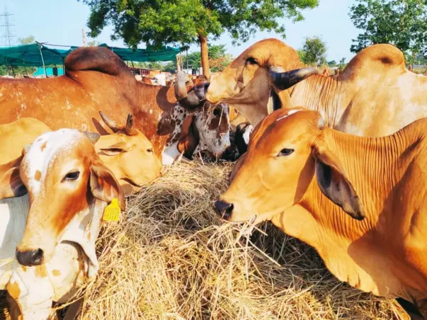 Help Kamadhenu Gowshala(750 Desi Cows)-Same Fundraiser since June 2021