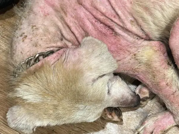 HELP US FOR THE TREATMENT OF MANY DOGS IN CRITICAL NEED.