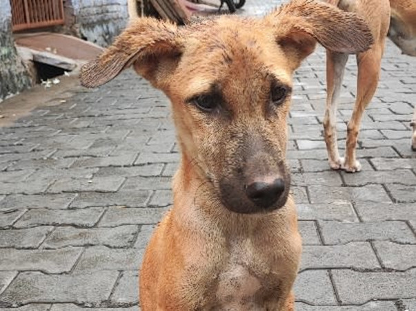 Help ill and injured street animals