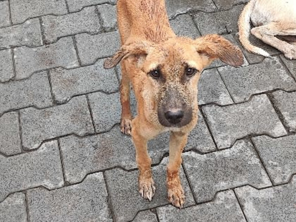 Help ill and injured street animals