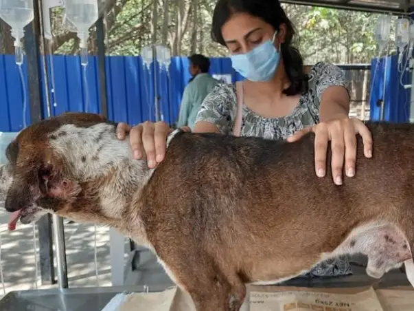 Help us rescue and treat critically ill stray dogs