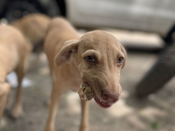 "Be a hero, lend a paw to a stray's cause."