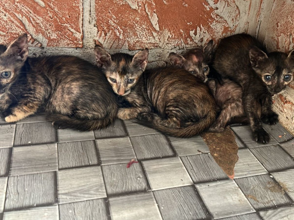 "Be a hero, lend a paw to a stray's cause."