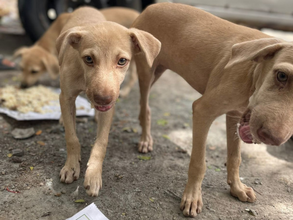 "Be a hero, lend a paw to a stray's cause."